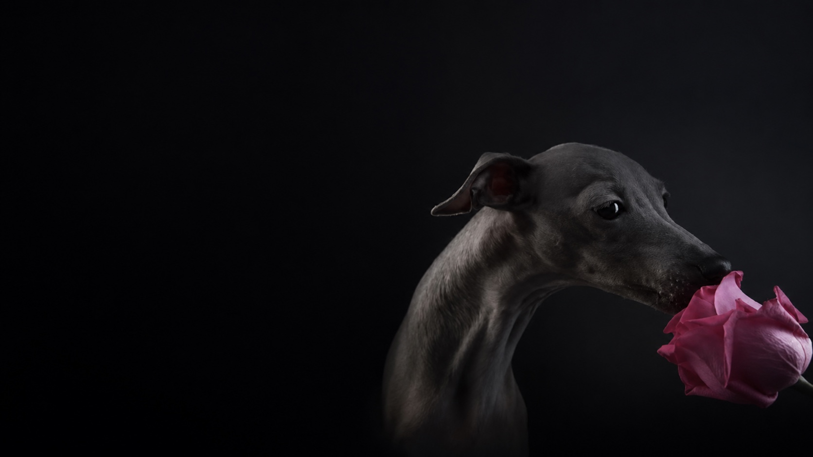 Szary charcik włoski w luksusowej obroży z różową różą.